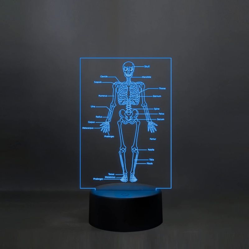 Skeleton of Human Body with Names 7 Color Changing Light with Remote Control Suitable for Kids Room